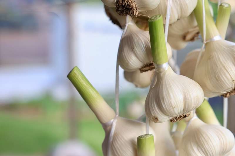 免疫力を向上する黒ニンニクサプリ